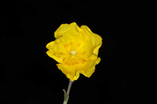 Helianthemum corymbosum #13